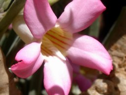 Adenium oleifolium flower